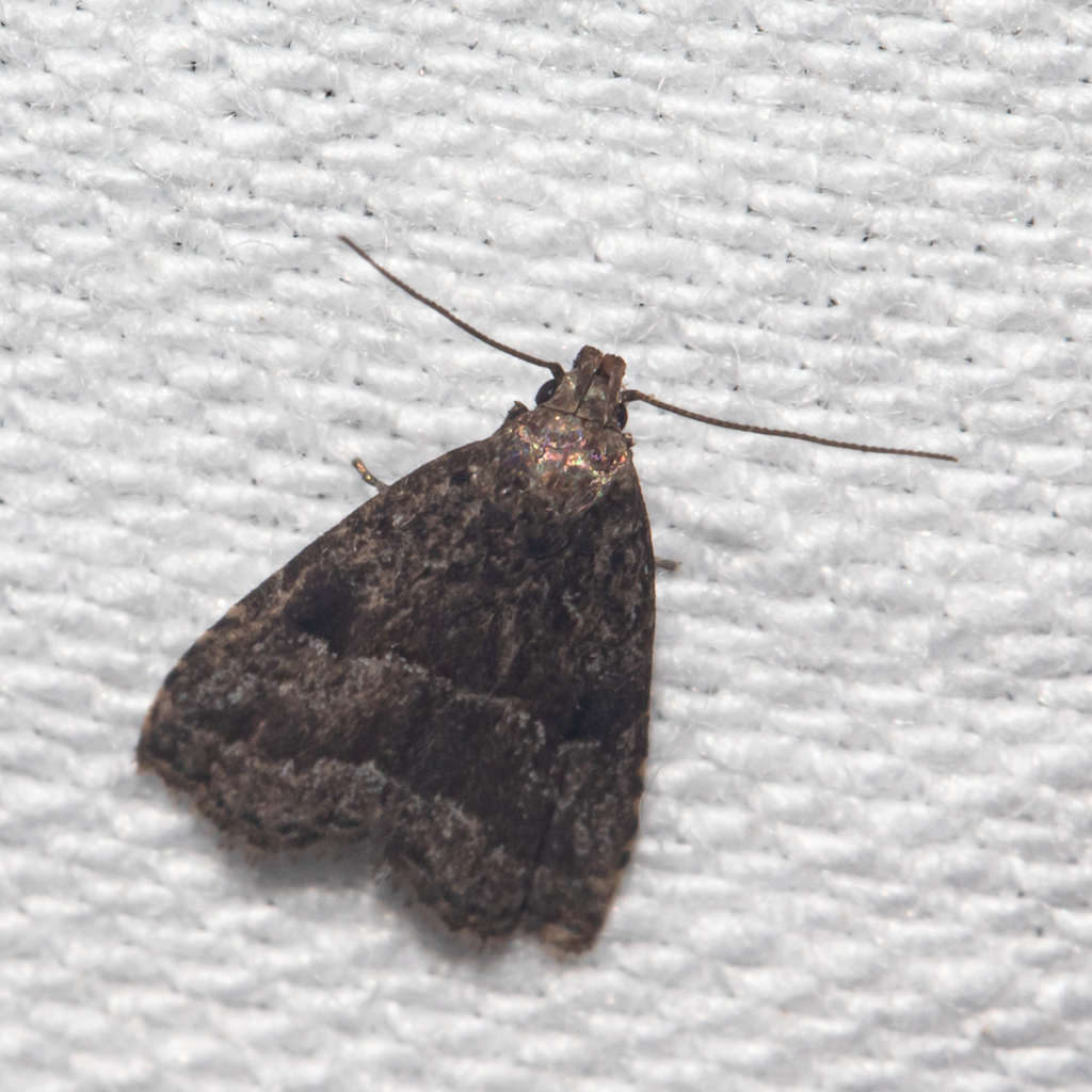 Large Hypenodes Moth from Anne Arundel County, MD, USA on September 3 ...