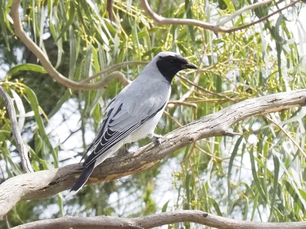 Black Cuckoo photo