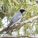 Black-faced Cuckooshrike - Photo (c) Debs Hiking, all rights reserved, uploaded by Debs Hiking