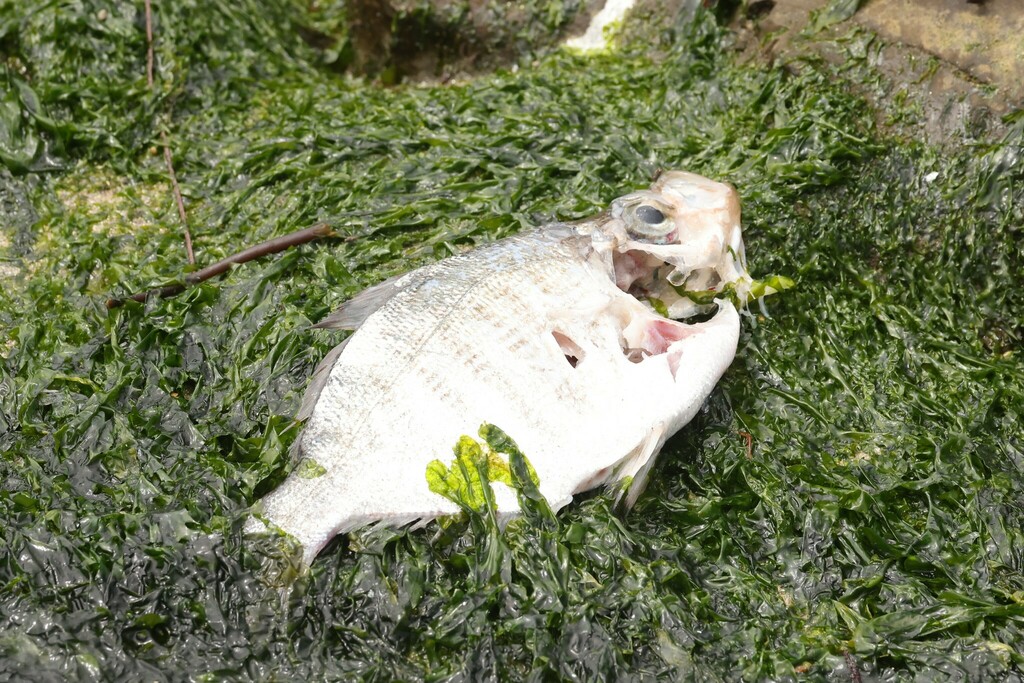 Walleye Surfperch from Half Moon Bay, CA, USA on July 28, 2023 at 01:50 ...