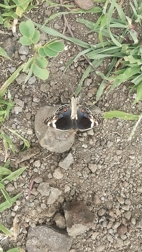 Blue Pansy