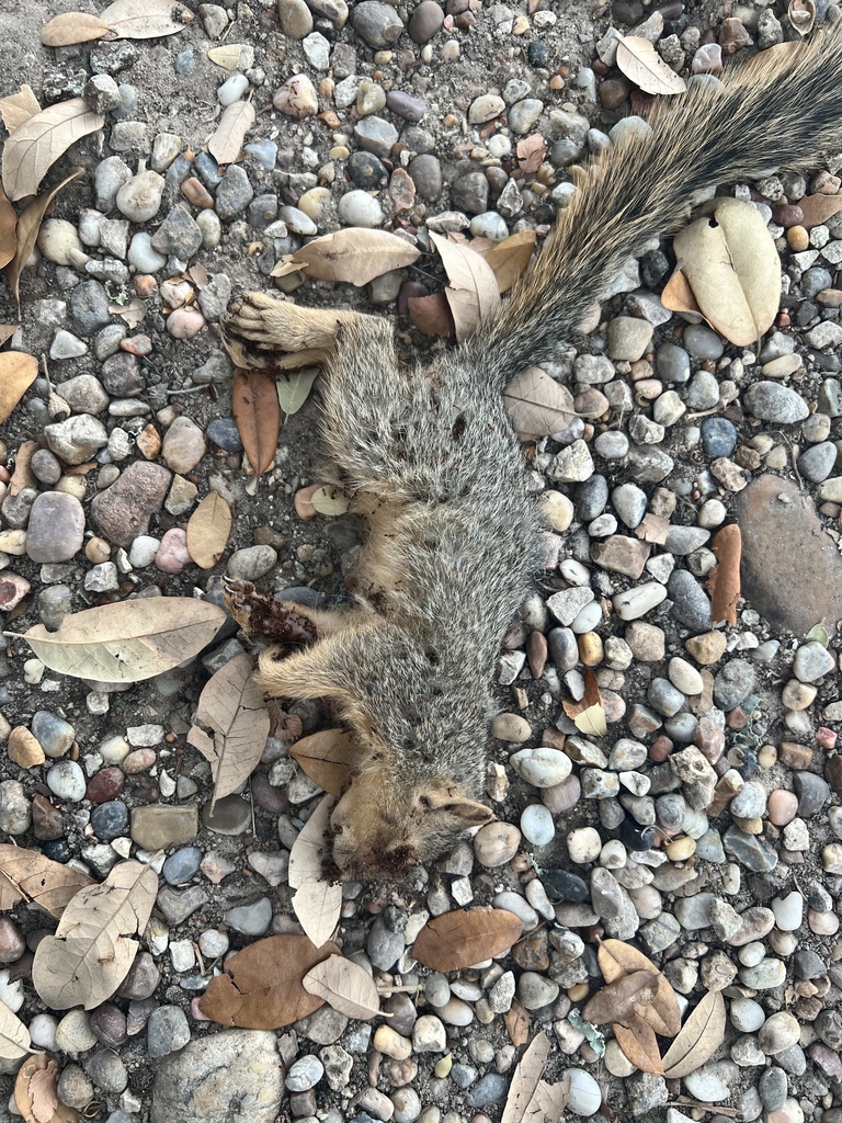 Tree Squirrels from Texas A&M University, College Station, TX, US on ...