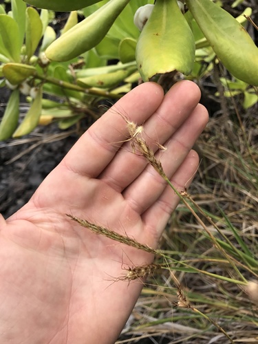 Hilo murainagrass (Ischaemum byrone)