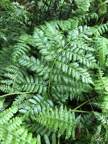 Marattia