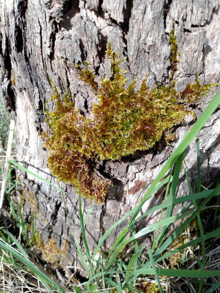Bronze Moss from Frankston West, Victoria, Australia on September 13