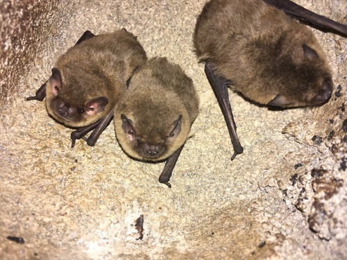 Soprano Pipistrelle