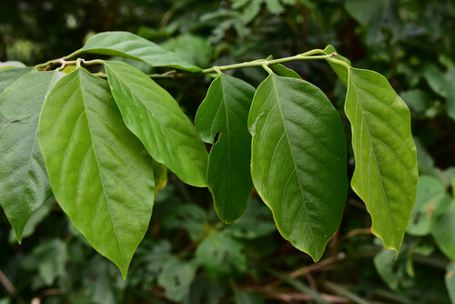 Capparis pubiflora