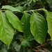 Capparis pubiflora - Photo (c) galanhsnu, todos los derechos reservados, subido por galanhsnu