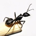 True Carpenter Ants - Photo (c) Aaron Stoll, all rights reserved, uploaded by Aaron Stoll