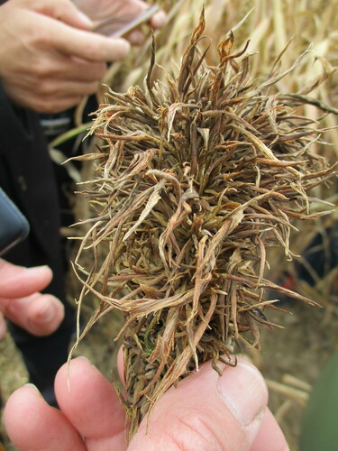Sclerospora graminicola