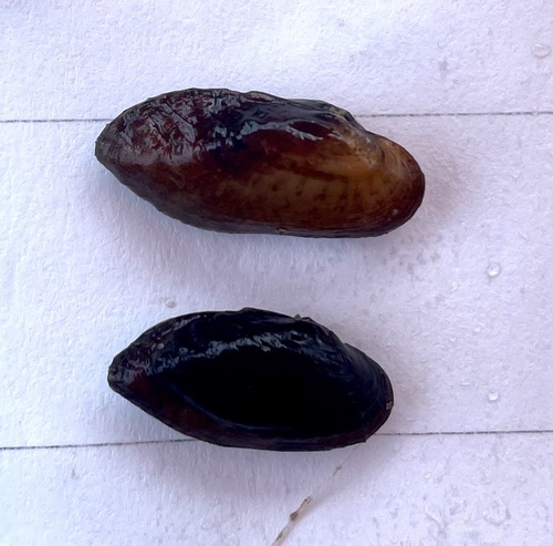 Alabama Moccasinshell