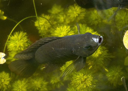 Spotted Tilapia