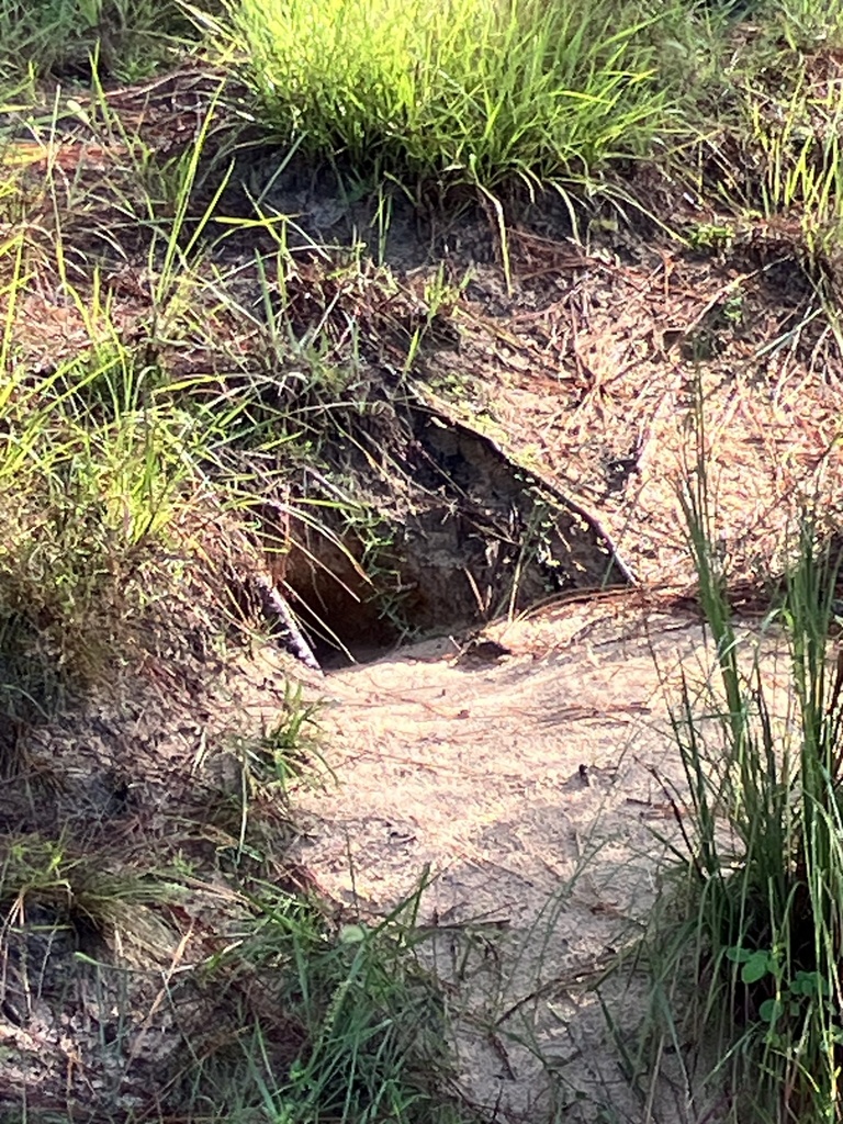 Gopher Tortoise in September 2023 by robinp. This drainage swale was a ...