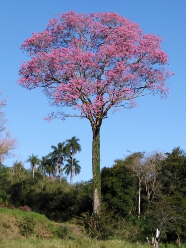 Handroanthus heptaphyllus (Vell.) Mattos