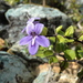 Oplonia spinosa - Photo (c) Corey Raimond, todos os direitos reservados, uploaded by Corey Raimond