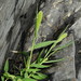Setaria viridis pachystachys - Photo (c) snv2, all rights reserved, uploaded by snv2