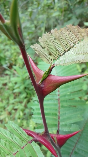 Vachellia hindsii