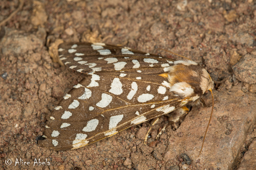 Lophocampa ingens