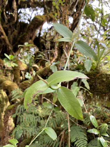 Schiedea diffusa ssp. diffusa