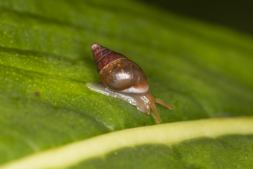 Gulickia alexandri
