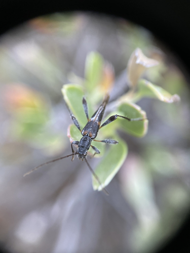 Plagithmysus geranii
