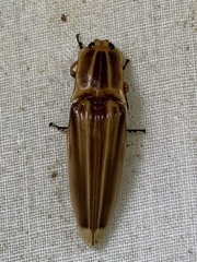 Semiotus ligneus image