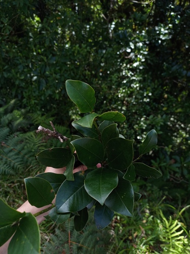 Magnolia poasana - Whole tree