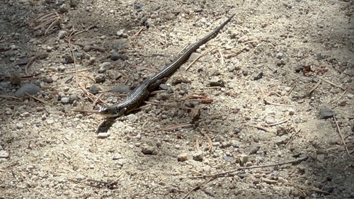 iNaturalist observation photo of Northern Alligator Lizard