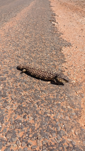 Shingleback