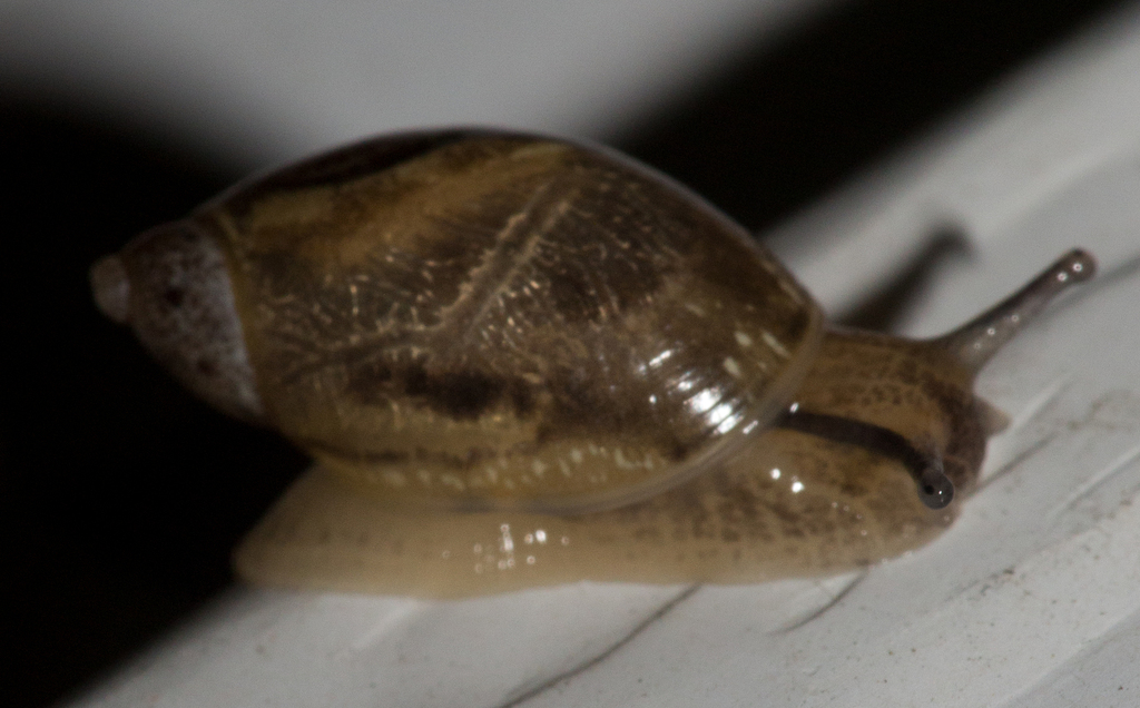 Amber Snails from Washington County, VT, USA on September 11, 2023 at