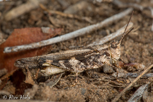 Conozoa carinata Rehn, 1907