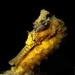 Observation photo