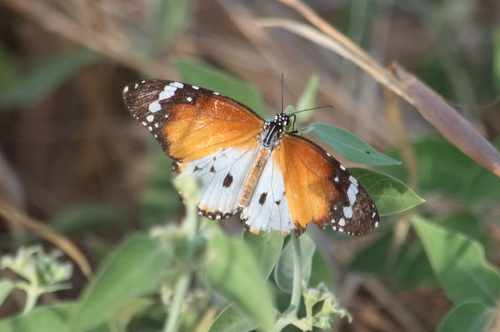 Danaus chrysippus alcippus