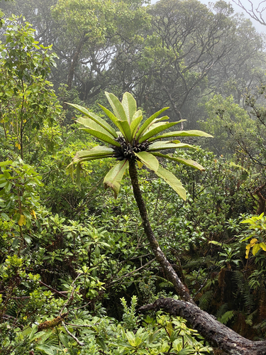 Gibson's cyanea (Cyanea macrostegia ssp. gibsonii)