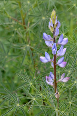 Narrow-leaved Lupine - Photo (c) mjcorreia, all rights reserved, uploaded by mjcorreia