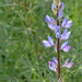 Narrow-leaved Lupine - Photo (c) mjcorreia, all rights reserved, uploaded by mjcorreia