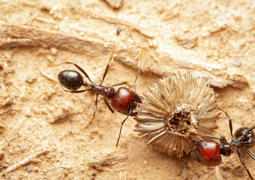Barbary Harvester Ant