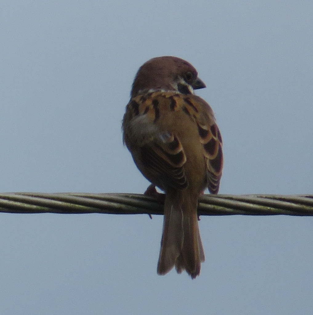 참새 from Mae Yuam, Mae Sariang District, Mae Hong Son 58110... at 03:59 오후 by ipomopsis · iNaturalist 참새 (Passer montanus)