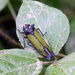 Zyzzogeton viridipennis - Photo (c) Dr. Alexey Yakovlev, all rights reserved, uploaded by Dr. Alexey Yakovlev