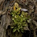 Wahlenbergia albomarginata olivina - Photo (c) Andy MacDonald, όλα τα δικαιώματα διατηρούνται, uploaded by Andy MacDonald