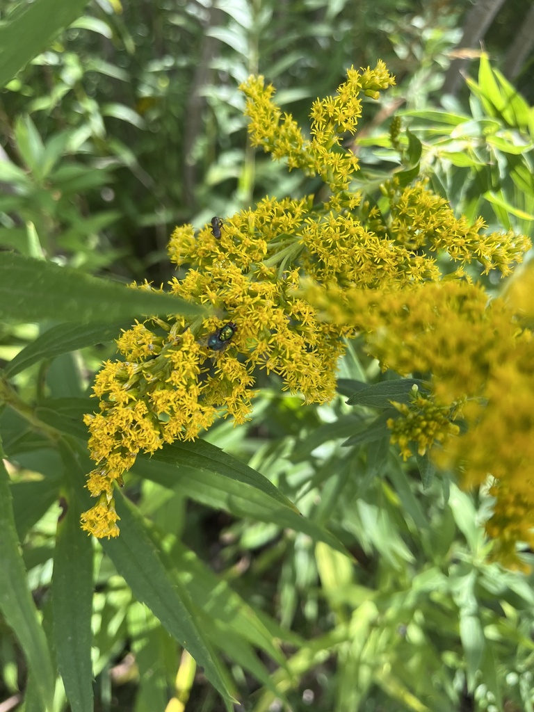 Small False Greenbottle from E River North Rd, Momence, IL, US on ...