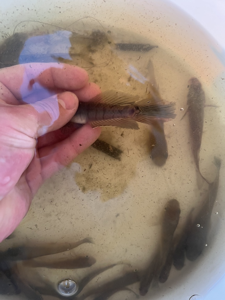 Lyre Goby from Beach Dr, Briarcliffe Acres, SC, US on September 14 ...