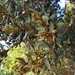 Myrceugenia correifolia - Photo (c) Javier Conejeros Gastó, todos los derechos reservados
