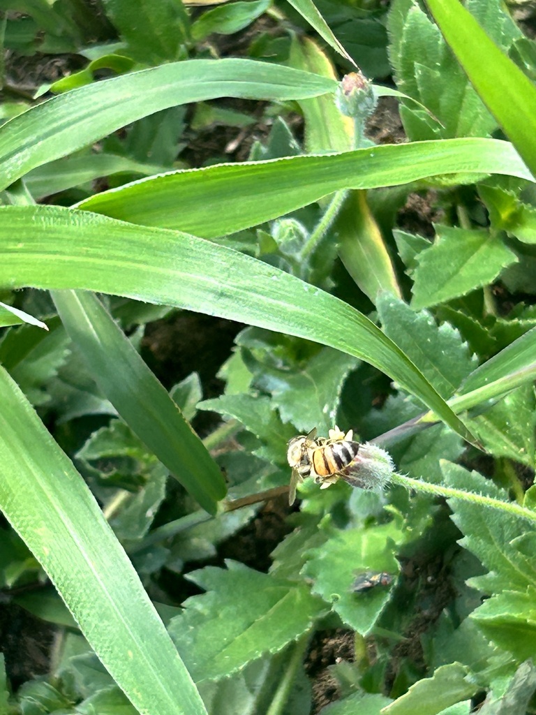 Western Honey Bee From Puerto Rico, Bayamón, Puerto Rico, Us On 