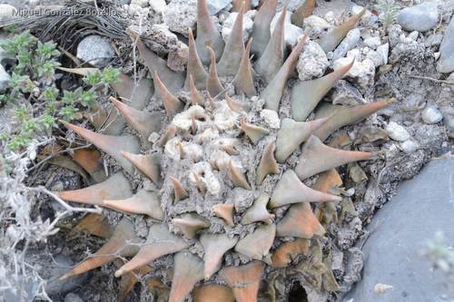 Ariocarpus retusus