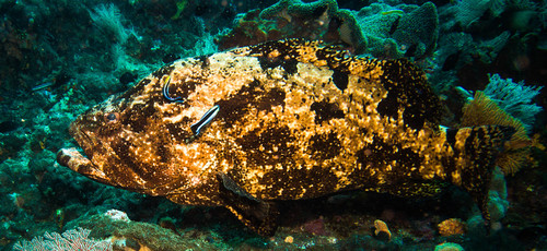 Flowery Rockcod