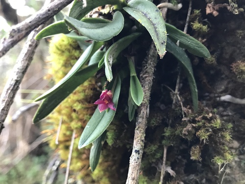 Epidendrum serpens image