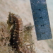 Observation photo