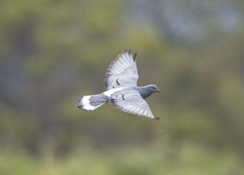 Hill Pigeon