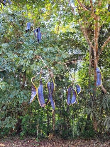 Parkia decussata